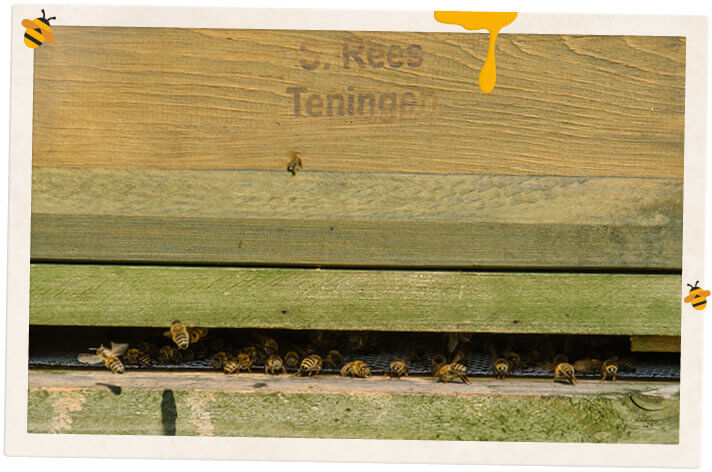 Eingang eines Bienenstocks