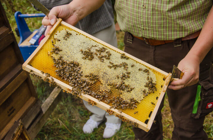 Imker Stefan Rees zeigt einen von Bienen besetzten Bienenstock-Rahmen